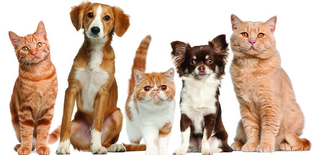 Доска объявлений о животных | ЗооТом - продажа, вязка и услуги для животных в Ишимбае