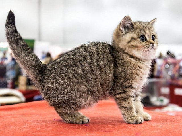 Породы кошек в Ишимбае | ЗооТом портал о животных