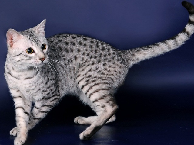 Породы кошек в Ишимбае | ЗооТом портал о животных