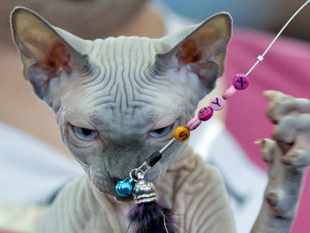 Выставки кошек в Ишимбае | ЗооТом портал о животных