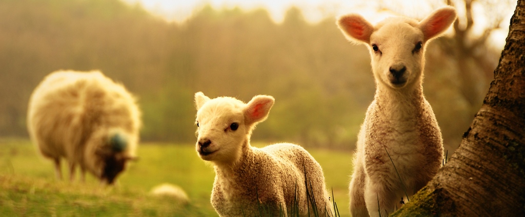 Объявления о сельскохозяйственных животных | ЗооТом - продажа, вязка и услуги для животных в Ишимбае