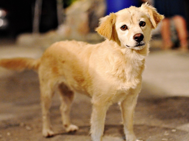 Породы собак в Ишимбае | ЗооТом портал о животных