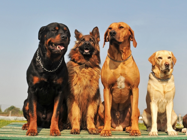Крупные породы собак в Ишимбае | ЗооТом портал о животных
