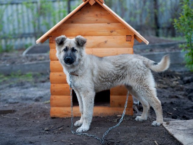 Все о собаках в Ишимбае